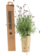 Pianta di Lavandula dentata 'Imi n' Ifri' in vaso di cartone 9x9x20 con scatola BotanicalDryGarden