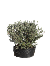 Pianta di Leucophyllum frutescens in vaso R50