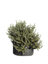 Pianta di Leucophyllum langmaniae in vaso R50