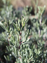 Dettaglio di una pianta di Limoniastrum monopetalum Carnaval