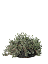 Pianta di Limoniastrum monopetalum Carnaval in vaso R50