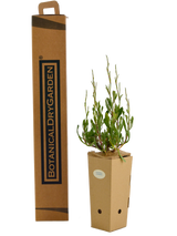 Limoniastrum monopetalum