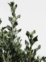 Dettaglio di una pianta di Limoniastrum monopetalum