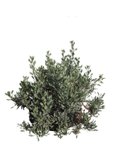 Pianta di Limoniastrum monopetalum in vaso R50