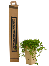 Verbena Venosa (Verbenarigo)