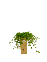 Verbena Venosa (Verbenarigo)