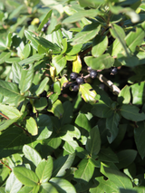 Dettaglio di una pianta di Lonicera caprifolium