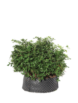 Pianta di Lonicera caprifolium in vaso R50