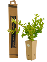 Lonicera nitida 'Maigrún'