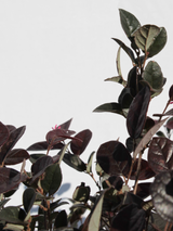 Dettaglio di una pianta di Loropetalum chinense ‘Fire Dance’