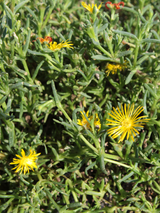 Dettaglio di una pianta di Malephora crocea var. purpureo-crocea