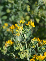 Dettaglio di una pianta di Medicago arborea