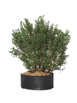 Pianta di Medicago arborea in vaso R50