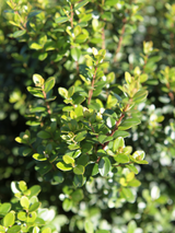 Dettaglio di una pianta di Myrsine africana