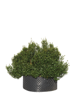 Pianta di Myrsine africana in vaso R50