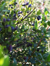 Dettaglio di una pianta di Myrtus communis