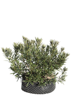 Pianta di Nerium oleander 'Maravenne' in vaso R50