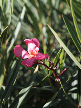 Dettaglio di una pianta di Nerium oleander 'Papa gambetta'