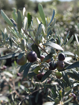 Dettaglio di una pianta di Olea europea cipressino