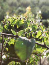 Dettaglio di una pianta di Paliurus spina-christi