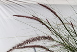 Pennisetum setaceum- Flatpot