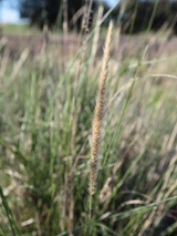 Dettaglio di una pianta di Pennisetum macrorum