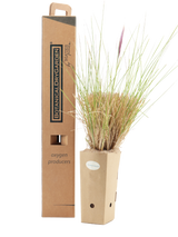 Pianta di Pennisetum setaceum in vaso di cartone 9x9x20 con scatola BotanicalDryGarden