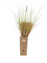 Pianta di Pennisetum setaceum in vaso di cartone 9x9x20