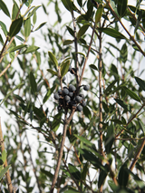 Dettaglio di una pianta di Phillyrea angustifolia - foglia media