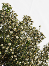 Dettaglio di una pianta di Phylica ericoides