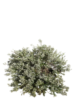 Pianta di Phylica ericoides in vaso R50