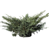 Juniperus chinensis 'Glauca Hetzi' - Flatpot
