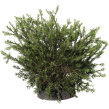 Callistemon masotti mini red - Flatpot