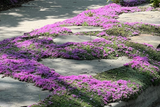 Prato di Thymus serpyllum 'Magic Carpet'
