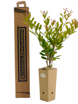 Punica granatum 'Dente di Cavallo'