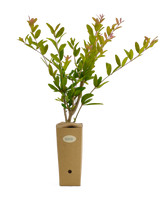 Punica granatum 'Dente di Cavallo'