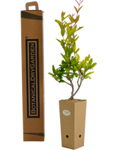 Punica granatum 'Legrelliae'