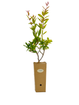 Punica granatum 'Legrelliae'