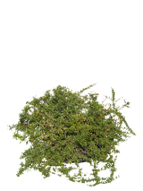 Pianta di Pyracantha coccinea 'Ventoux Red' in vaso R50