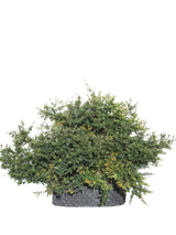 Pianta di Pyracantha x Navaho in vaso R50