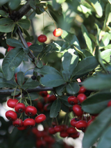 Dettaglio di una pianta di Pyracantha coccinea 'Ventoux Red'