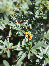 Dettaglio di una pianta di Pyracantha x 'Navaho'