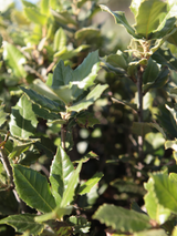 Dettaglio di una pianta di Quercus ilex