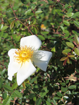 Dettaglio di una pianta di Rosa bracteata