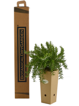 Rosmarinus officinalis 'Boule'