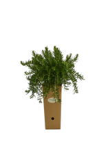 Rosmarinus officinalis 'Boule'