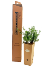 Rosmarinus officinalis 'Fota Blue'