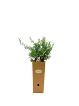 Rosmarinus officinalis 'Fota Blue'