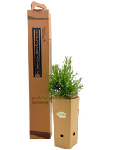 Rosmarinus officinalis 'Fota Blue'