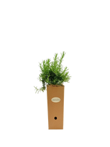 Rosmarinus officinalis 'Fota Blue'